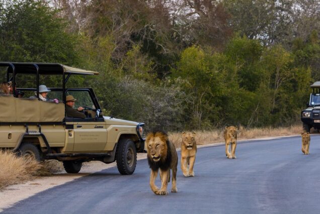 kruger national park safari