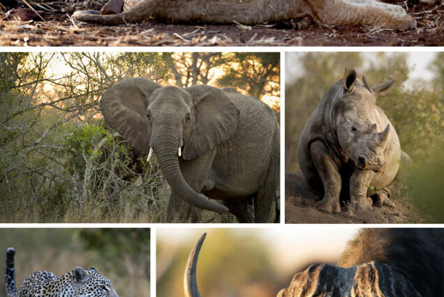 safari kruger national park south africa