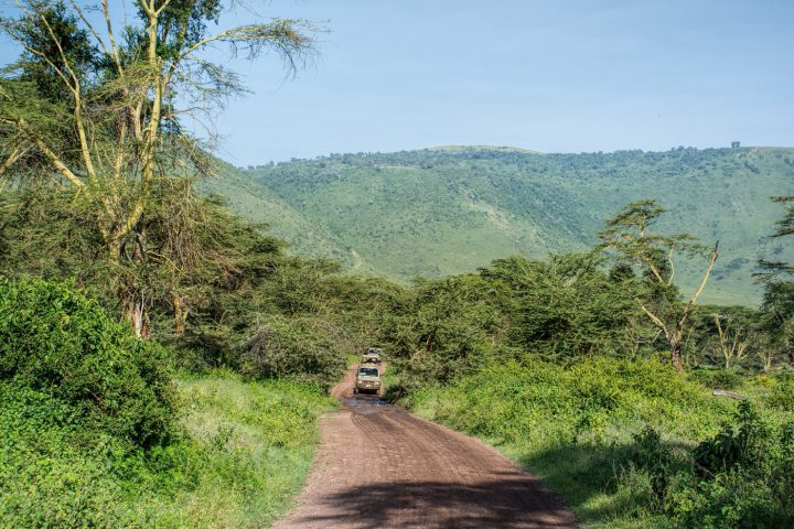 in-the-forest-ngorongoro-720×480