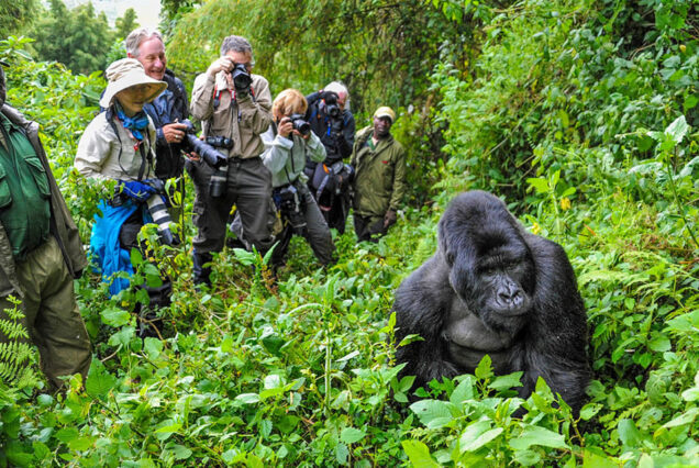 4-Day Rwanda Gorilla and Golden Monkey Trekking Tour